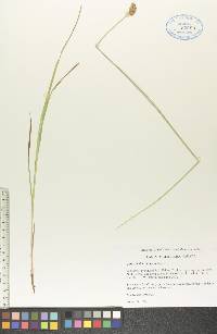 Carex bebbii image