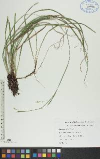 Carex vaginata image