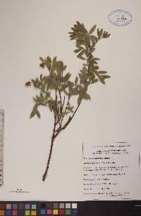 Vaccinium myrtilloides image