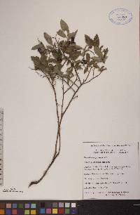 Vaccinium angustifolium image