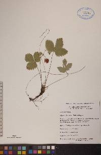 Fragaria vesca image