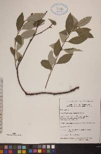 Prunus pumila image