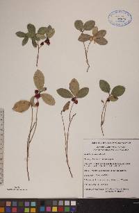 Gaultheria procumbens image