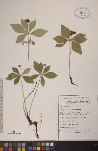 Cornus canadensis image