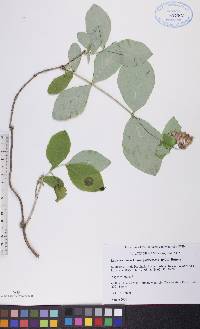 Lonicera dioica image