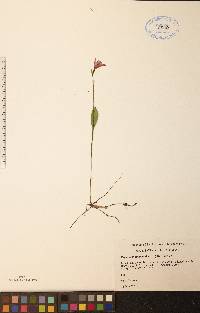 Pogonia ophioglossoides image