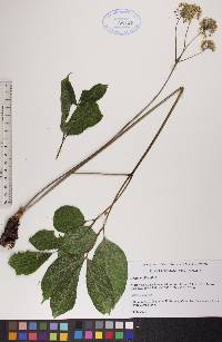 Aralia nudicaulis image