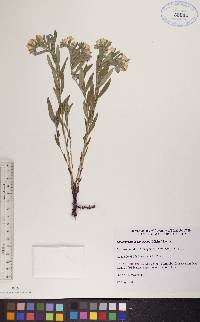 Lithospermum canescens image