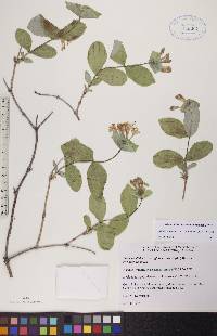 Lonicera dioica image