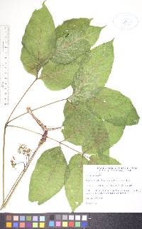 Aralia nudicaulis image