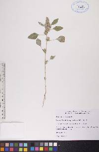 Amaranthus retroflexus image