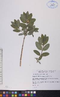 Lonicera oblongifolia image