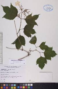 Viburnum trilobum image