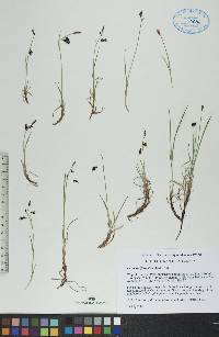 Carex rariflora image