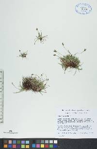 Carex concinna image