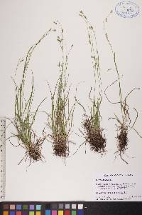 Carex capillaris image