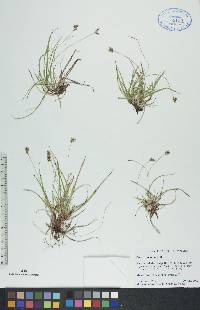 Carex concinna image