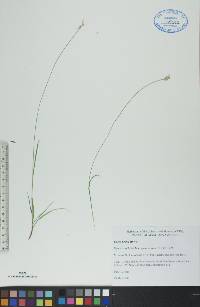 Carex peckii image