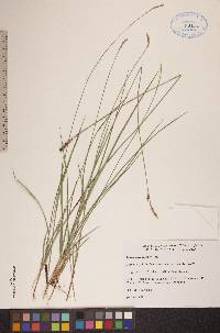 Carex scirpoidea image