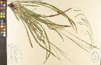 Carex arctata image