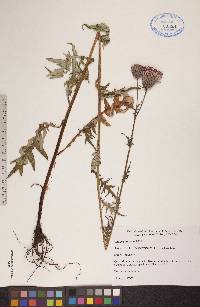 Cirsium muticum image