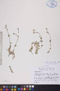Cerastium alpinum subsp. alpinum image