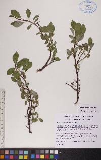 Salix arctophila image