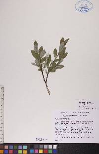 Salix glauca image