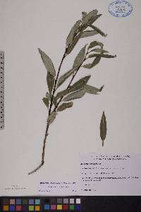 Salix serissima image