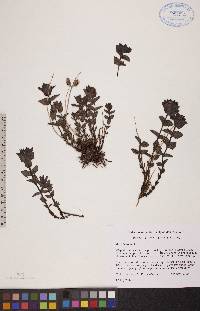 Bartsia alpina image