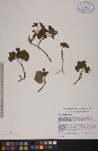 Rubus chamaemorus image