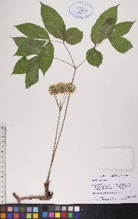 Aralia nudicaulis image