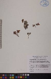 Vaccinium vitis-idaea image