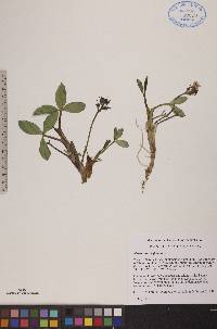 Menyanthes trifoliata image