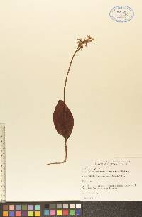 Amerorchis rotundifolia image