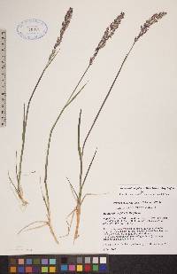 Arctagrostis latifolia subsp. latifolia image