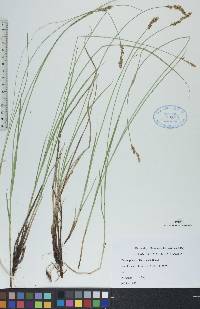 Carex prairea image