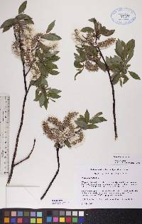 Salix planifolia image