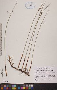 Juncus balticus subsp. balticus image