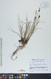 Carex saxatilis image