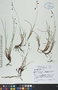 Carex rariflora image