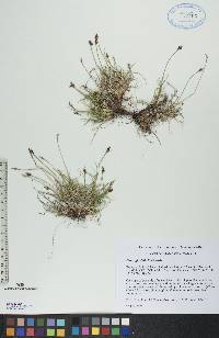 Carex glacialis image