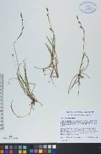 Carex vaginata image