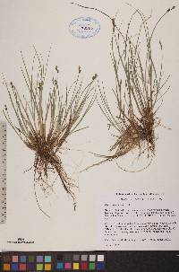 Carex heleonastes image