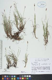 Carex rupestris image