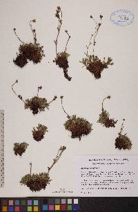 Saxifraga cespitosa image