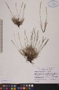 Festuca brachyphylla image