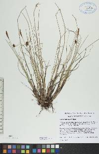 Carex rotundata image