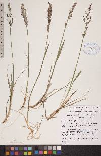 Arctagrostis latifolia subsp. latifolia image