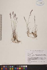 Poa arctica image